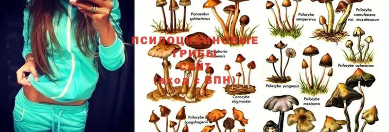 Псилоцибиновые грибы MAGIC MUSHROOMS  гидра онион  Нарткала 